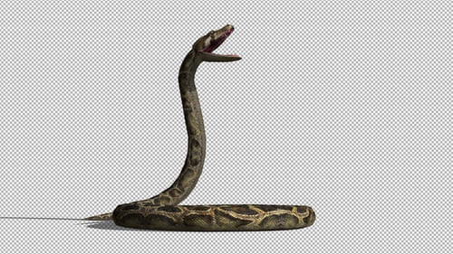 Animated 3D Python Snake Rearing with Open Mouth