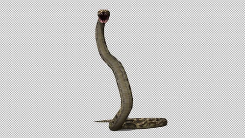 3D Realistic Snake Striking Animation