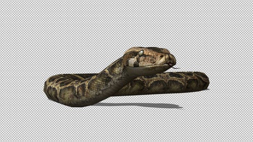 4K Snake Crawl Front View