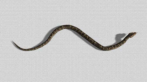 4K Snake Crawl Top View