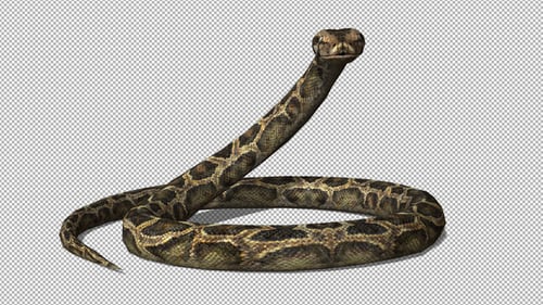 Zoom 4K Snake Defence