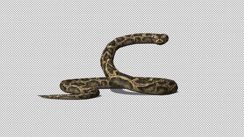 Animated Python Snake Moving Head on Alpha Channel
