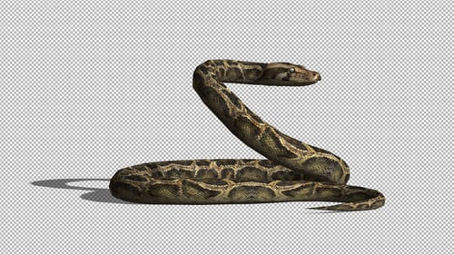 4K Snake Idle Side View
