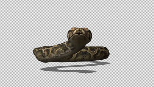 Animated 3D Python Snake Head Movement with Alpha Channel