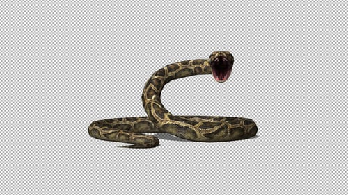 Animated 3D Snake Strikes and Opens Mouth