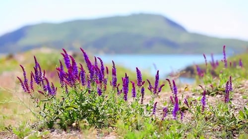 Violet Flowers
