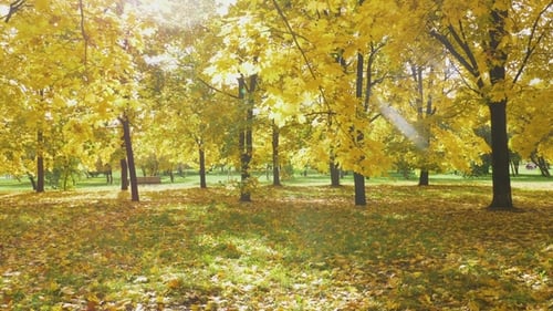 Yellow Colorful Maple Leaves on Trees and Foliage on Ground in Park in Autumn at Sunny Day