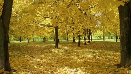 Yellow Maple Trees and Foliage on Ground in Park in Autumn. Sunbeams Are Going Through Leaves