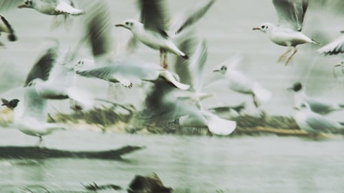 Flock of Birds Take Flight from Water