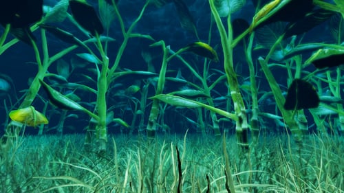 Underwater Deep Sea Kelp Forest with Flowing Plants
