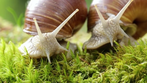 Helix Pomatia Also Roman Snail, Burgundy Snail