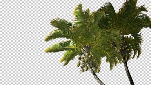 Animated Palm Tree with Coconuts Swaying on Alpha Channel