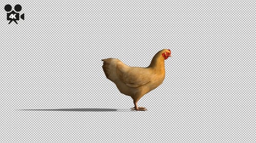 4K Chicken Eat