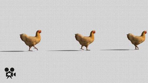 Realistic Chicken Walking Loop with Alpha Channel