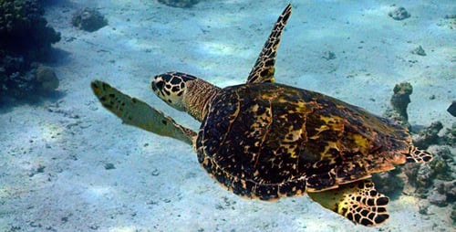 Turtle Swimming In Coral Reef