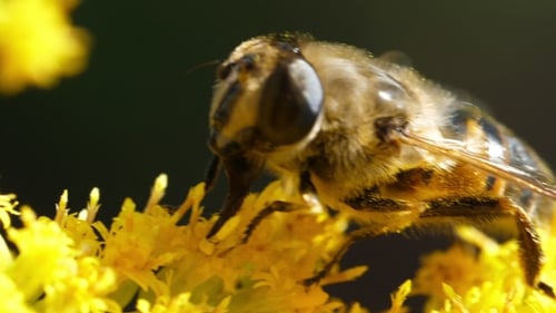 Bee Foraging on Bright Yellow Flowers, Close-Up