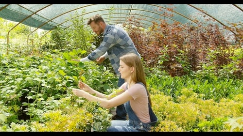 Couple Planting Green in Hothouse