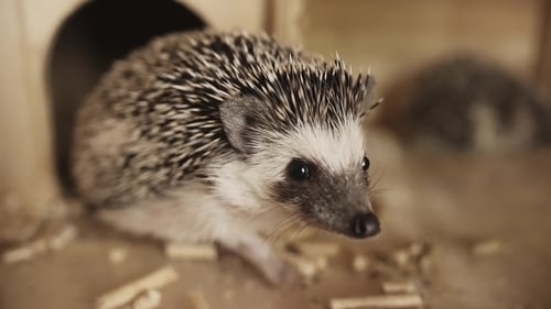 Close Up of a Small Hedgehog in a Box