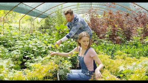 Man and Woman Working With Plants in Greenhouse