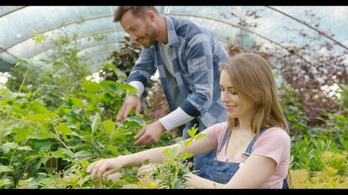 Couple Gardening in Greenhouse with Lush Greenery