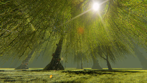 The Forest