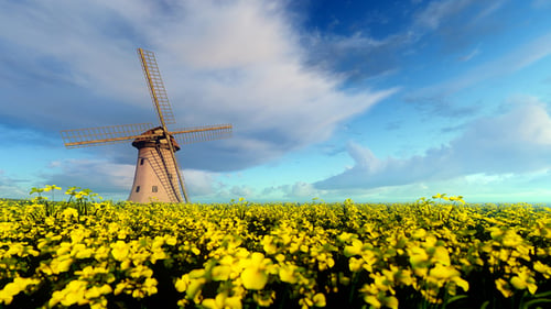 Windmills Yellow Field Of Flowers