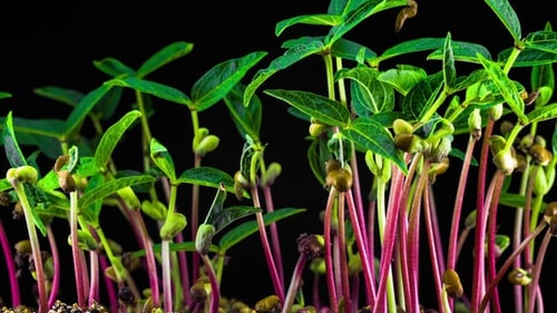 Mung Beans Germination on Black Background
