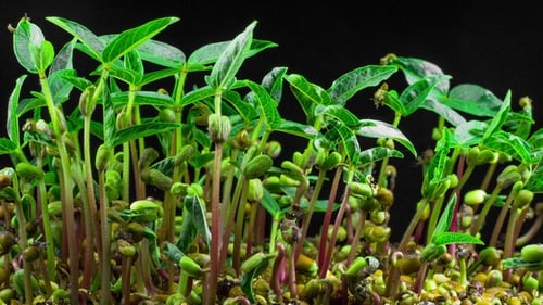 Seed Germination Time Lapse on Black Background