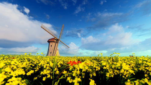 Windmill And Field Of Flowers