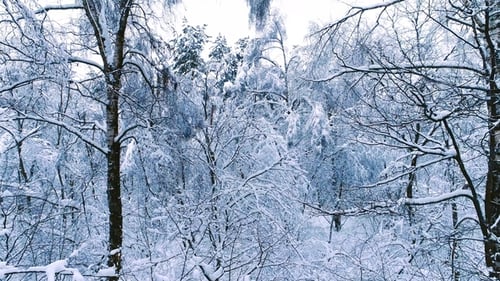 Snowy Branches in Forest. Winter Fairy Background