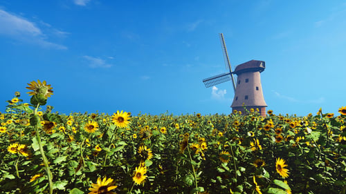 Windmill And Field Of Sunflowers