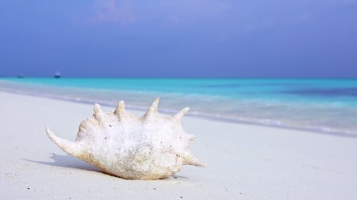Concha blanca en la costa arenosa de las Maldivas