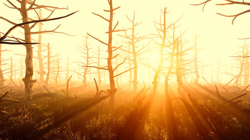 Alter Wald in der Sonne