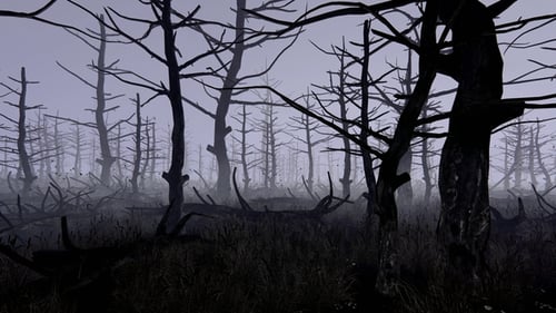 Floresta negra