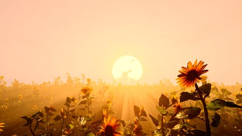 Field Of Sunflowers