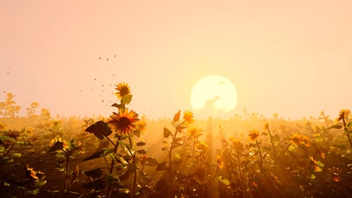 Field Of Sunflowers At Sunset
