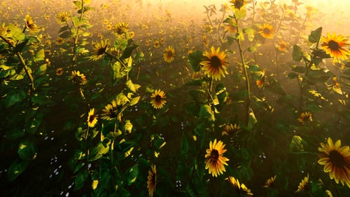 Green Field Of Sunflowers