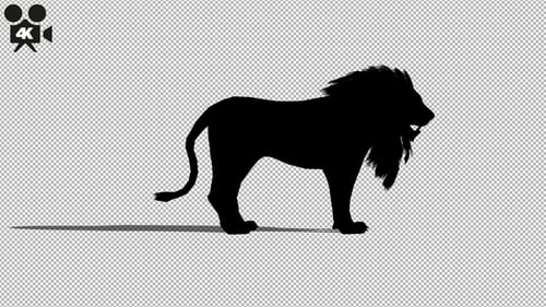 4K Lion Idle Silhouette
