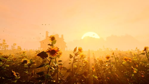 Sunset And The Field Of Sunflowers
