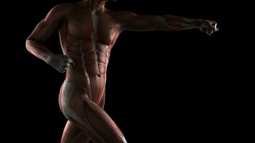 Dynamic 3D Human Muscular System Anatomy Scan