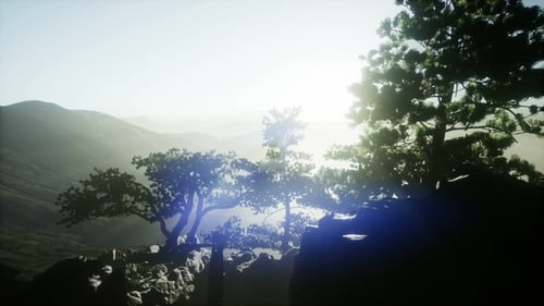 Sun Beams Through Trees