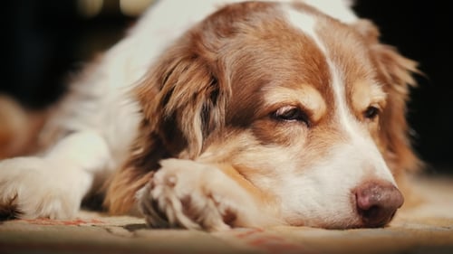 The Old Dog Is Dozing in the Sun. Comfort in the House