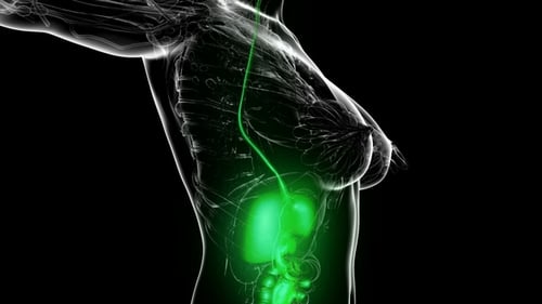 Glowing Female Digestive System 3D Anatomy Scan Animation
