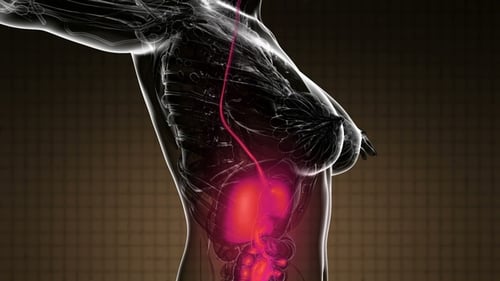 Human Digestive System Anatomy Scan with Organs Animation