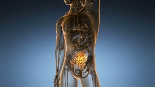 Exploración anatómica del intestino delgado humano