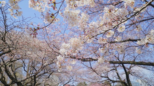Sakura