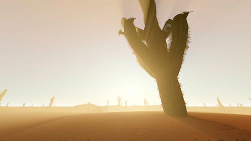Cactus In The Desert
