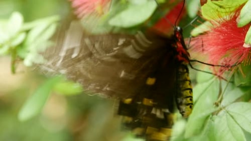 Butterflies
