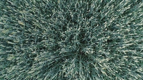Quickly Fly Up Over the Endless Field of Green Wheat