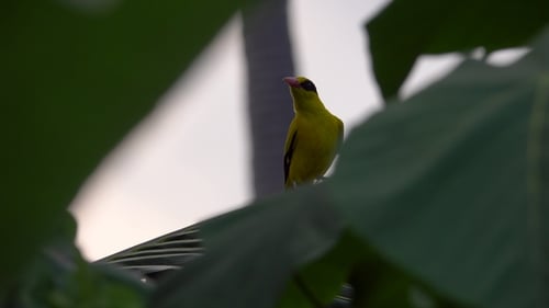 Beautiful Golden Oriole Perched Among Tropical Leaves